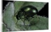 Chrysolina herbacea (mint beetle) by Anonymous
