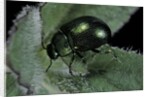 Chrysolina herbacea (mint beetle) by Anonymous