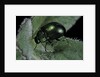 Chrysolina herbacea (mint beetle) by Anonymous