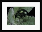 Chrysolina herbacea (mint beetle) by Anonymous