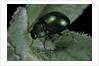 Chrysolina herbacea (mint beetle) by Anonymous