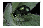 Chrysolina herbacea (mint beetle) by Anonymous