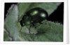 Chrysolina herbacea (mint beetle) by Anonymous