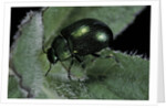 Chrysolina herbacea (mint beetle) by Anonymous