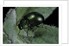 Chrysolina herbacea (mint beetle) by Anonymous