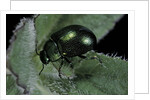 Chrysolina herbacea (mint beetle) by Anonymous