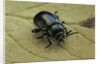 Oreina sp. (leaf beetle) by Anonymous