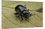 Oreina sp. (leaf beetle) by Anonymous