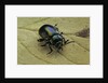 Oreina sp. (leaf beetle) by Anonymous