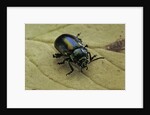Oreina sp. (leaf beetle) by Anonymous