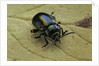 Oreina sp. (leaf beetle) by Anonymous