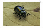 Oreina sp. (leaf beetle) by Anonymous