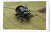Oreina sp. (leaf beetle) by Anonymous
