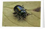 Oreina sp. (leaf beetle) by Anonymous