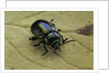 Oreina sp. (leaf beetle) by Anonymous