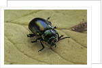 Oreina sp. (leaf beetle) by Anonymous