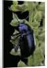 Oreina sp. (leaf beetle) by Anonymous