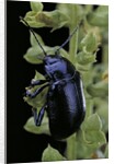 Oreina sp. (leaf beetle) by Anonymous