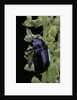 Oreina sp. (leaf beetle) by Anonymous