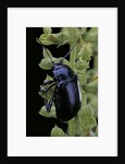 Oreina sp. (leaf beetle) by Anonymous