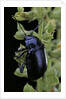 Oreina sp. (leaf beetle) by Anonymous