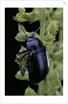 Oreina sp. (leaf beetle) by Anonymous