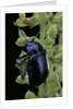 Oreina sp. (leaf beetle) by Anonymous