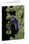 Oreina sp. (leaf beetle) by Anonymous