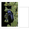Oreina sp. (leaf beetle) by Anonymous