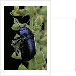 Oreina sp. (leaf beetle) by Anonymous
