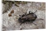 Carabus (Orinocarabus) fairmairei (ground beetle) by Anonymous