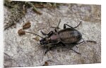 Carabus (Orinocarabus) fairmairei (ground beetle) by Anonymous