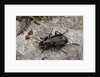Carabus (Orinocarabus) fairmairei (ground beetle) by Anonymous