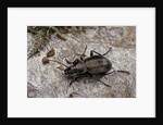 Carabus (Orinocarabus) fairmairei (ground beetle) by Anonymous