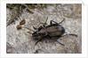 Carabus (Orinocarabus) fairmairei (ground beetle) by Anonymous