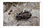 Carabus (Orinocarabus) fairmairei (ground beetle) by Anonymous