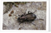 Carabus (Orinocarabus) fairmairei (ground beetle) by Anonymous