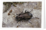 Carabus (Orinocarabus) fairmairei (ground beetle) by Anonymous