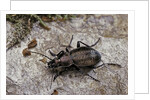 Carabus (Orinocarabus) fairmairei (ground beetle) by Anonymous
