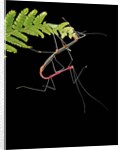 Oreophoetes peruana (peruvian fire stick) - mating and eating fern by Anonymous