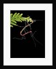 Oreophoetes peruana (peruvian fire stick) - mating and eating fern by Anonymous