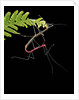 Oreophoetes peruana (peruvian fire stick) - mating and eating fern by Anonymous