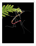 Oreophoetes peruana (peruvian fire stick) - mating and eating fern by Anonymous