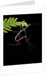 Oreophoetes peruana (peruvian fire stick) - mating and eating fern by Anonymous