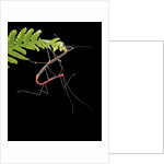 Oreophoetes peruana (peruvian fire stick) - mating and eating fern by Anonymous