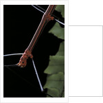 Oreophoetes peruana (peruvian fire stick) - portrait by Anonymous