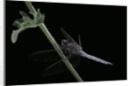 Orthetrum coerulescens (keeled skimmer) - male by Anonymous