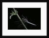 Orthetrum coerulescens (keeled skimmer) - male by Anonymous