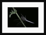 Orthetrum coerulescens (keeled skimmer) - male by Anonymous