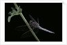 Orthetrum coerulescens (keeled skimmer) - male by Anonymous